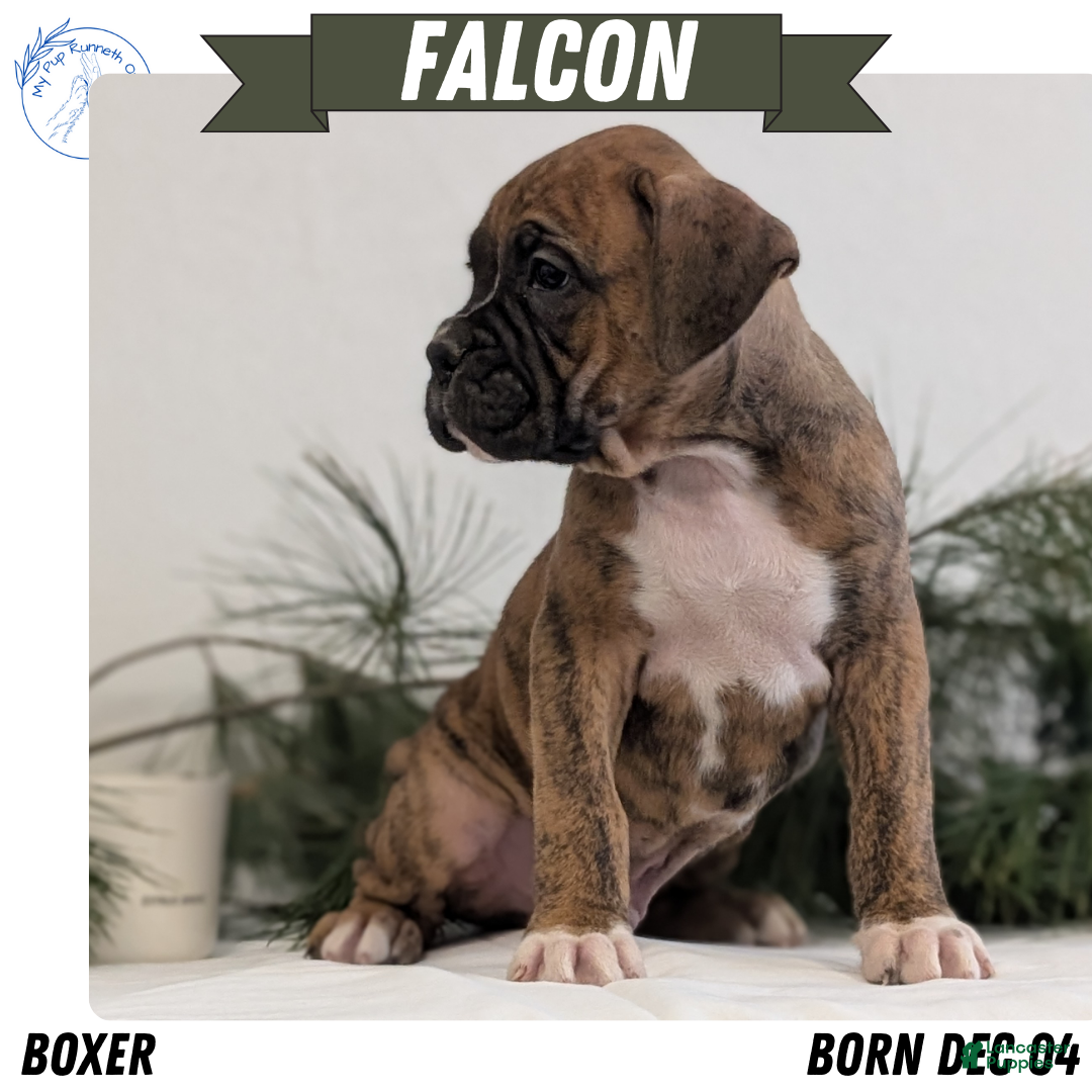 Boxer dogs Falcon - Ad 3