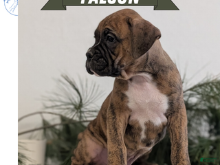 Boxer dogs Falcon - Ad 3
