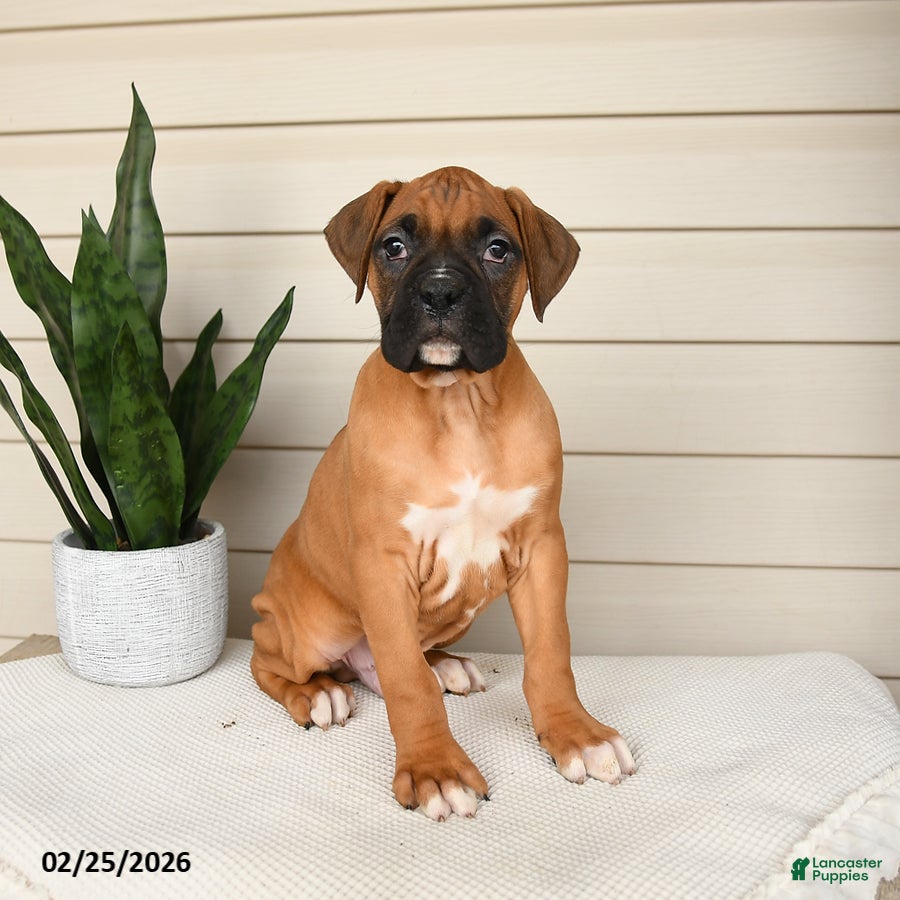 Boxer dogs Jinx - Ad 1