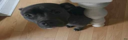 American Pit Bull Terrier dogs for sale: American Pit Bull Terrier 1 - Ad 3