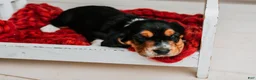 Basset Hound dogs for sale: Avery  - Ad 3