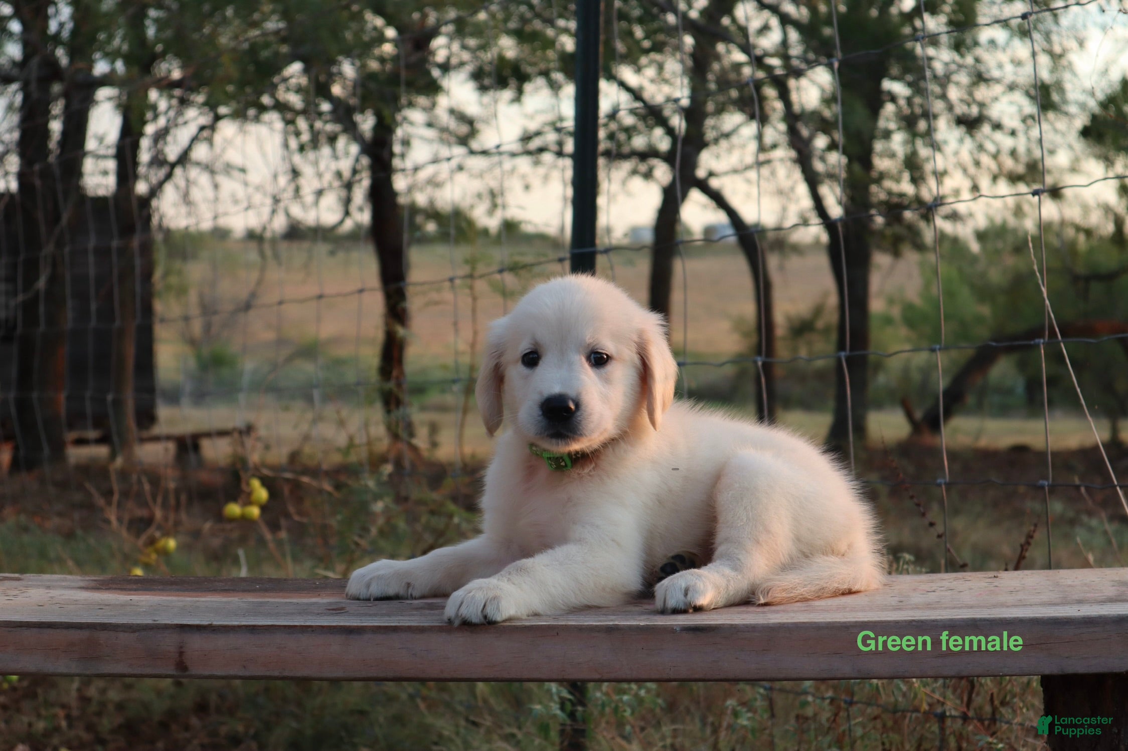 Golden Retriever dogs Lori - Ad 2