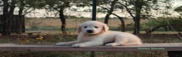Golden Retriever dogs for sale: Lori - Ad 2