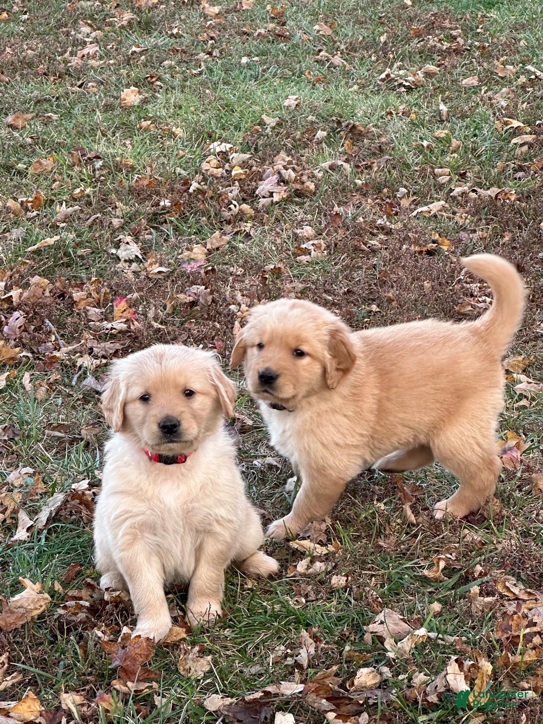 Golden Retriever dogs for sale: Golden Retriever Dark Pink Girl - Ad 44