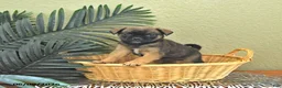 Mixed Breed dogs for sale: Copper - Ad 4