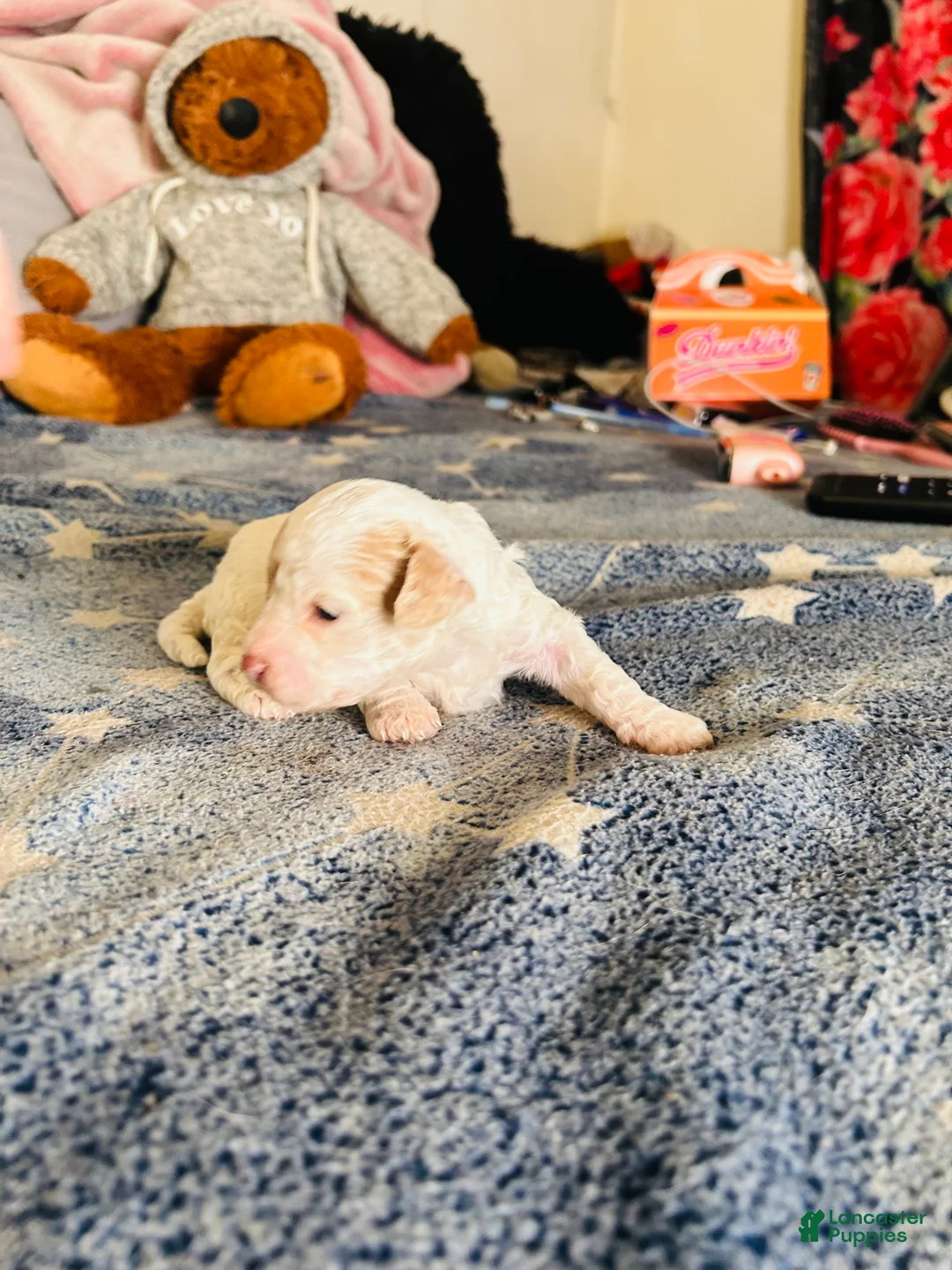 Cavapoo dogs for sale: Olaf - Ad 11