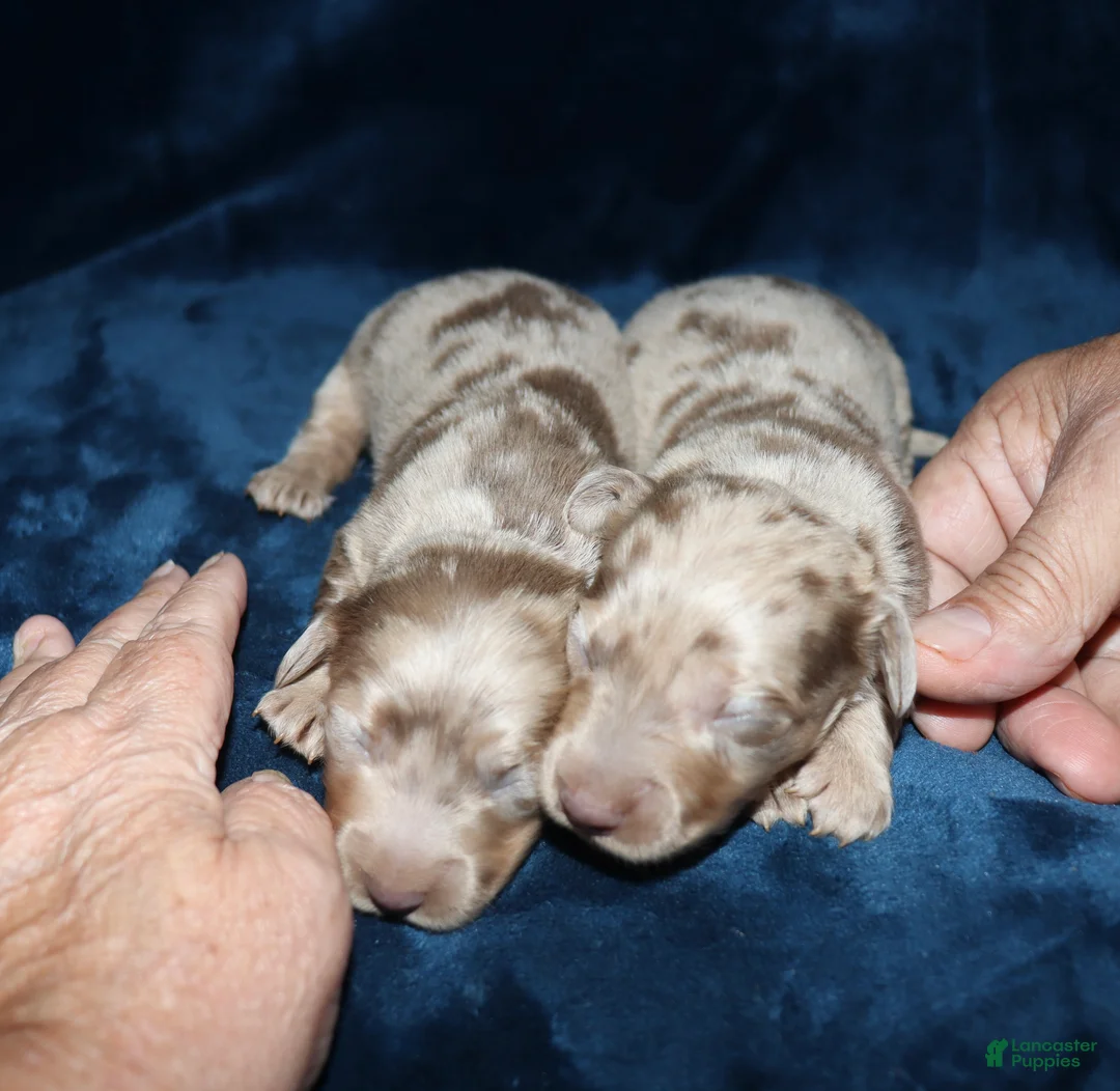 Miniature Dachshund dogs for sale: Corabeth - Ad 2