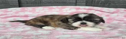 Mixed Breed dogs for sale: Shinese Daisy Duke - Ad 4