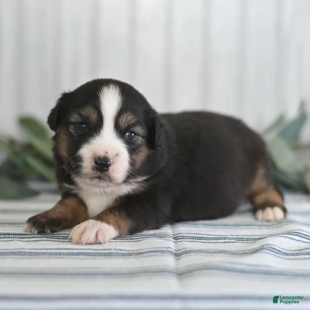 Miniature Australian Shepherd dogs for sale: Gordon  - Ad 3