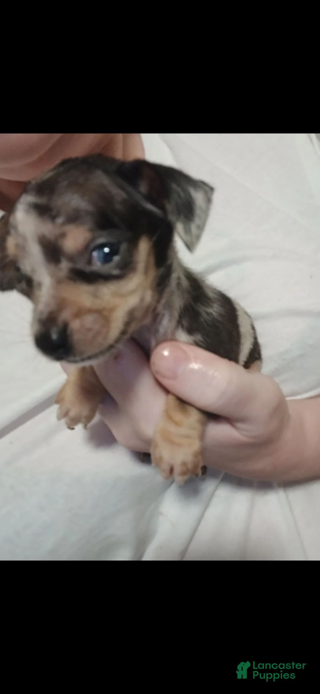 Chiweenie dogs for sale: Chiweenie Puppy 2 - Ad 1