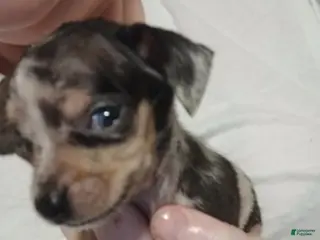 Chiweenie dogs Chiweenie Puppy 2 - Ad 5
