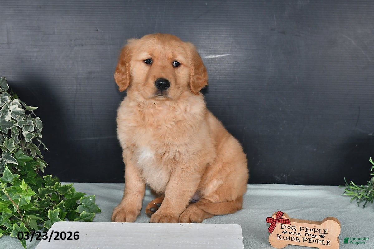 Golden Retriever dogs Kari - Ad 1