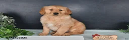 Golden Retriever dogs for sale: Kari - Ad 1