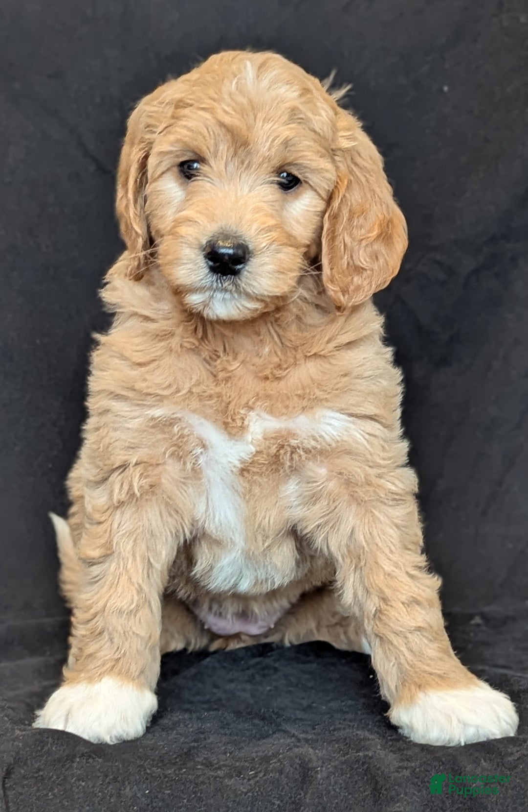 Goldendoodle dogs for sale: Lainey  - Ad 6