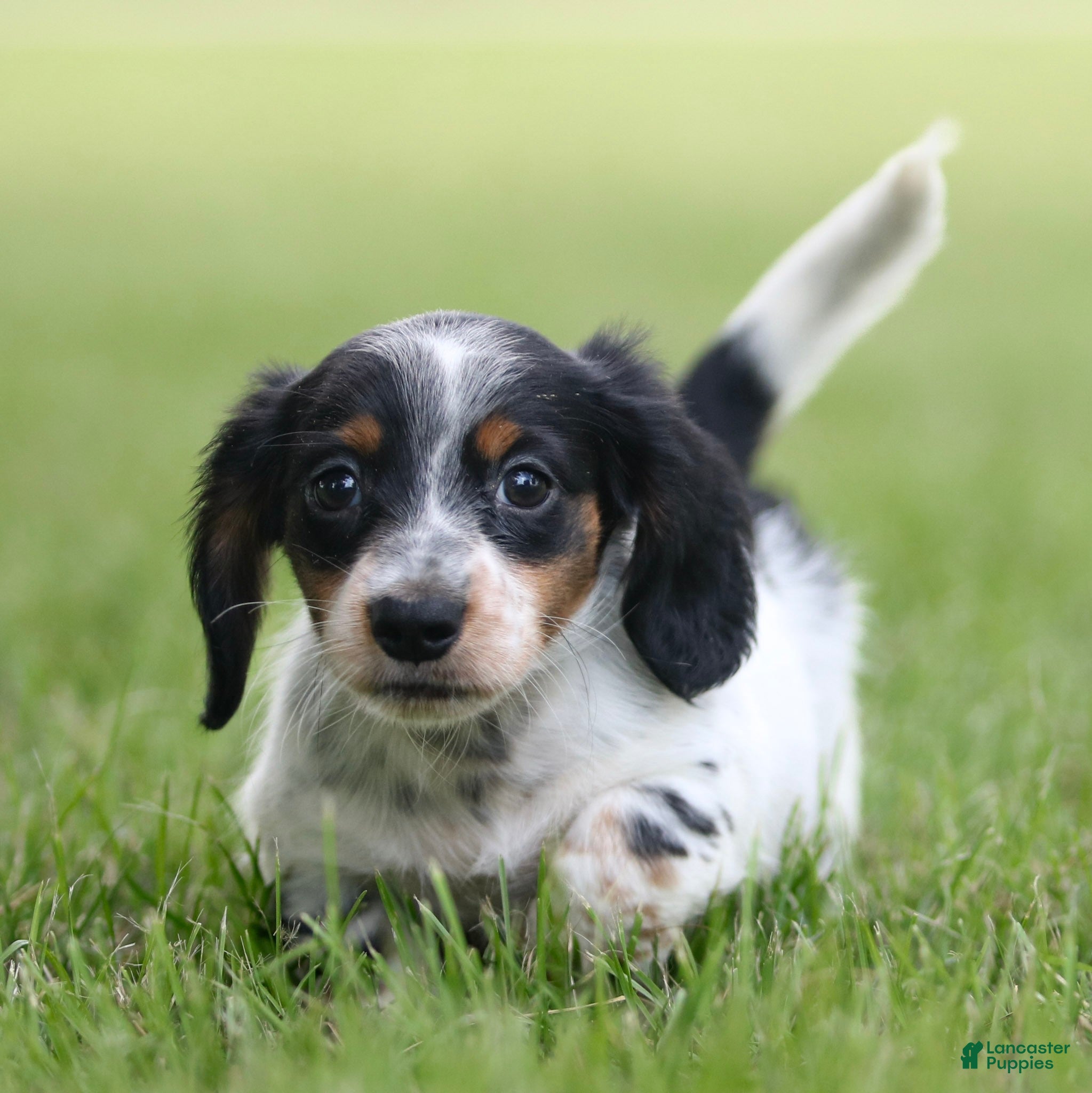 Miniature Dachshund dogs Duke Miniature Dachshund Puppy  - Ad 2