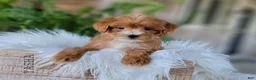 Mini Goldendoodle dogs for sale: Mini Goldendoodle 2 - Ad 1
