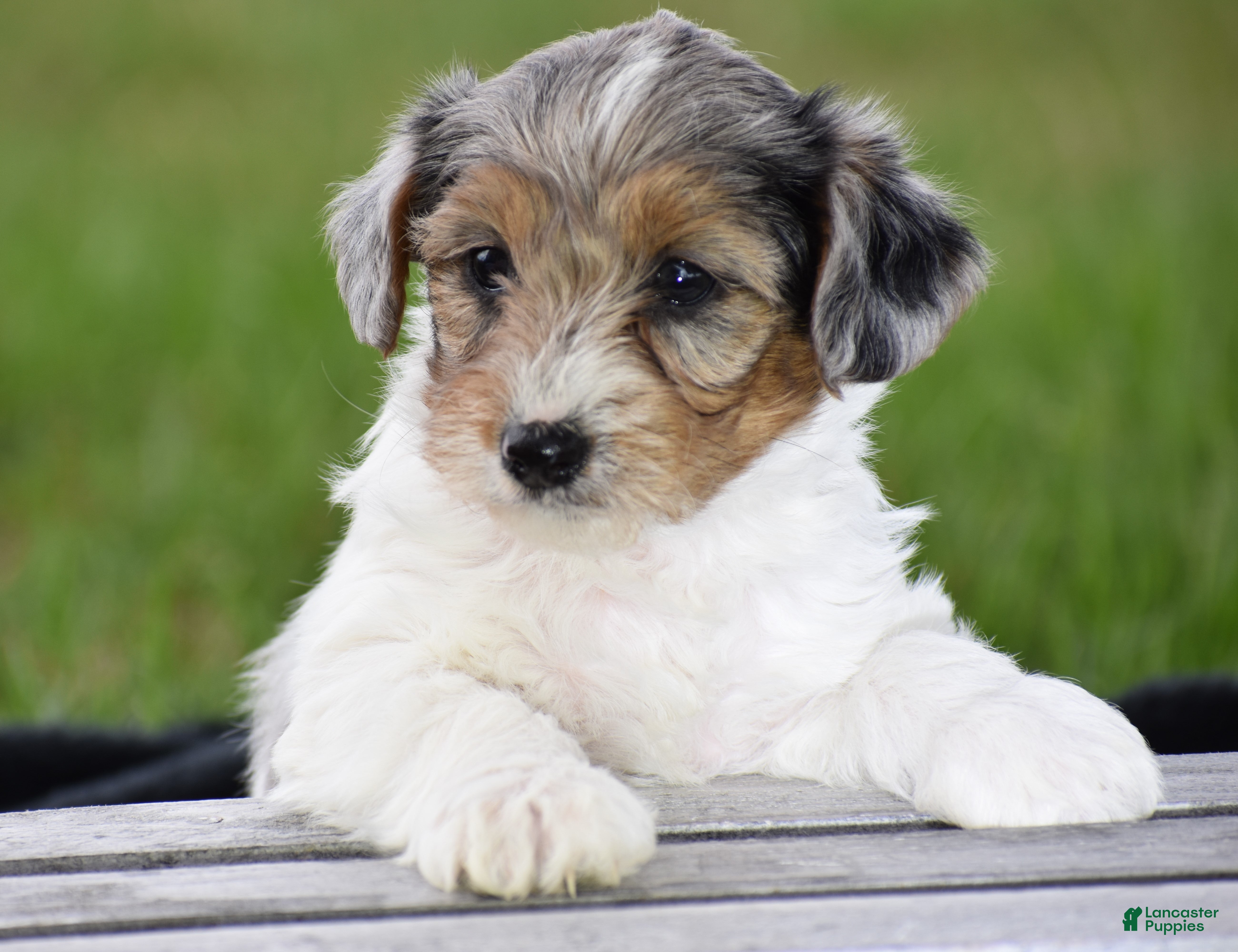 Yorkiepoo dogs Verl - Ad 1