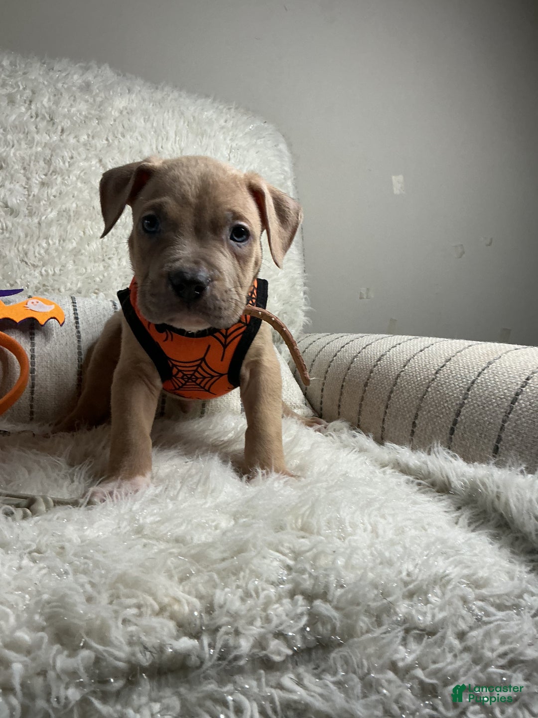 American Bully dogs for sale: Dirty Dan - Ad 4
