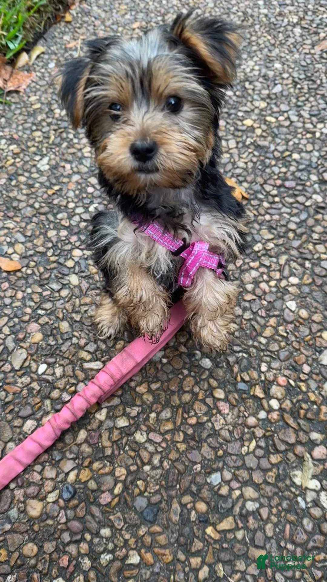 Yorkshire Terrier dogs for sale: Yorkshire Terrier 3 - Ad 5
