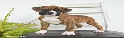 Boxer dogs for sale: Bandit - Ad 1