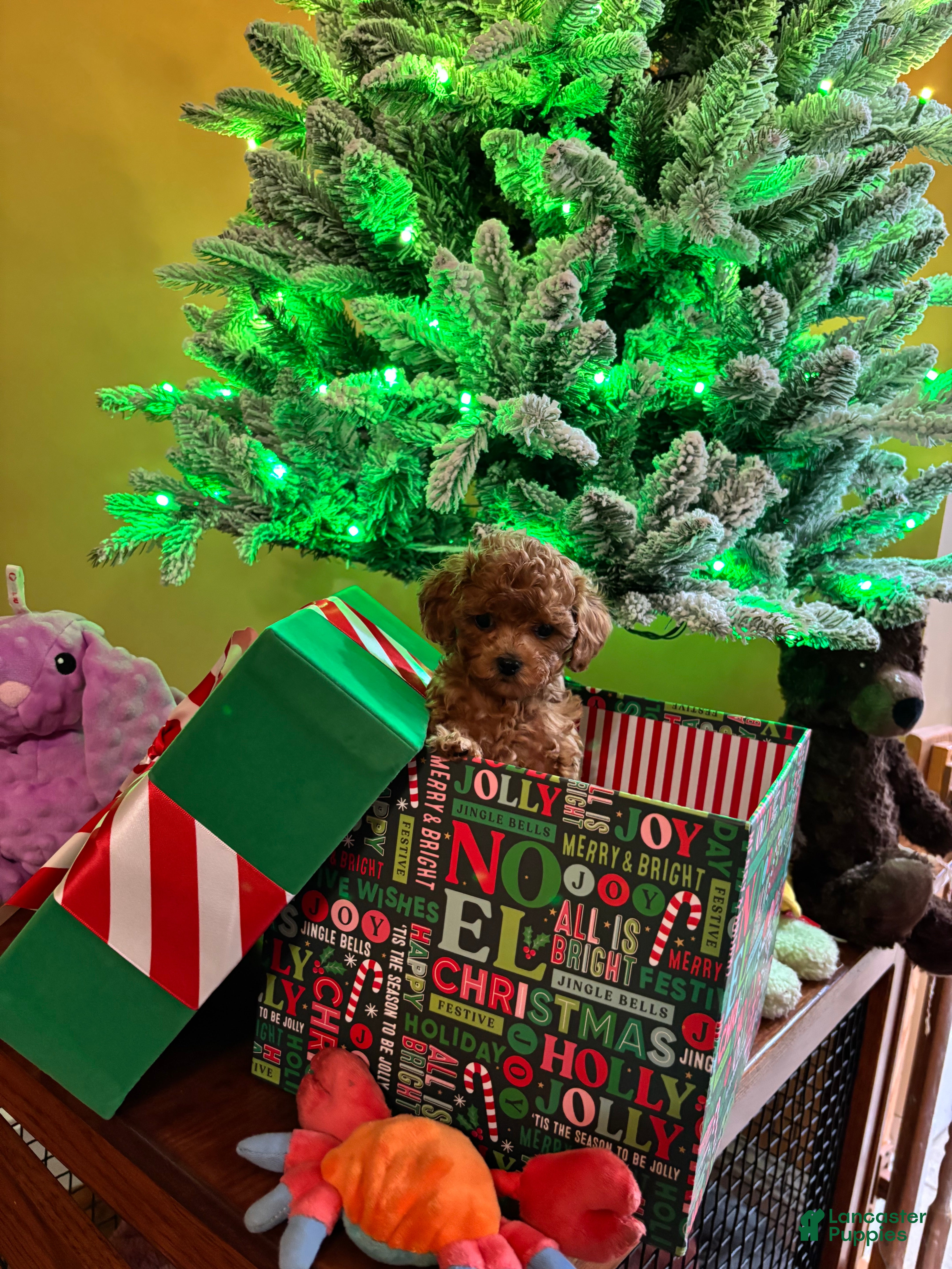 Toy Poodle dogs Toy Poodle Puppy 4 - Ad 36