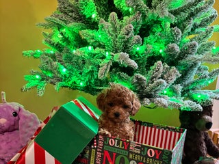 Toy Poodle dogs Toy Poodle Puppy 4 - Ad 36