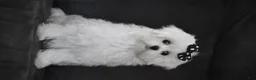 Maltese dogs for sale: Alice - Ad 6
