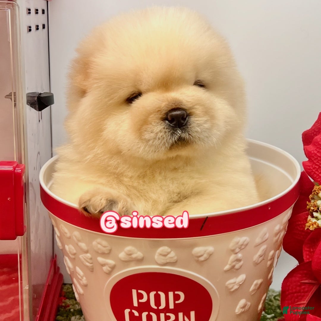 Chow Chow dogs for sale: Noel - Ad 11
