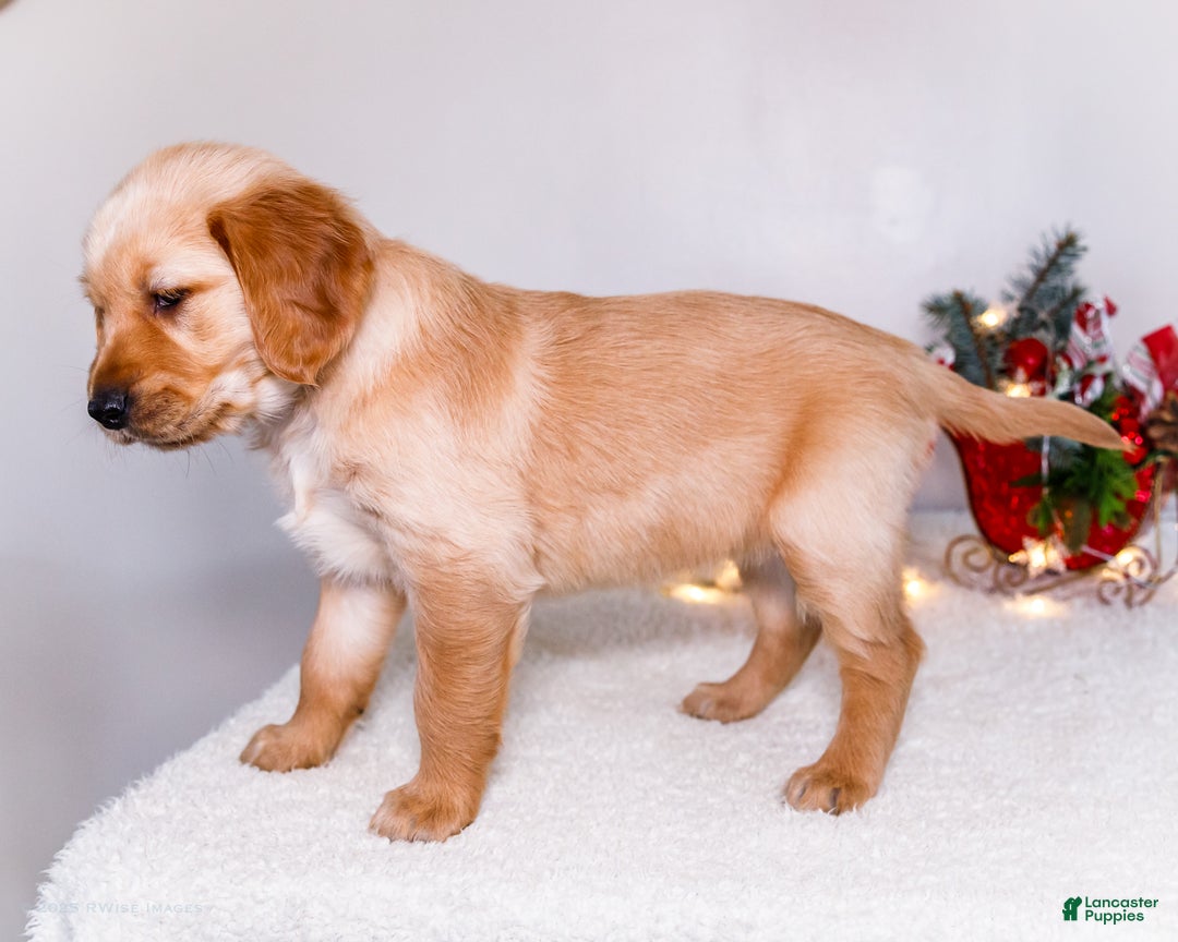 Golden Retriever dogs for sale: Jenny - Ad 8