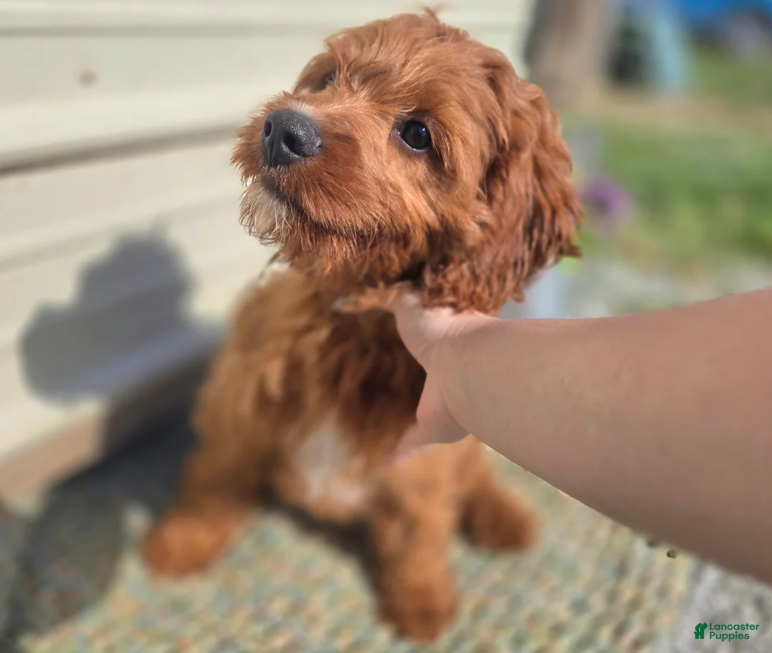 Cavapoo dogs for sale: Iceberg - Ad 2