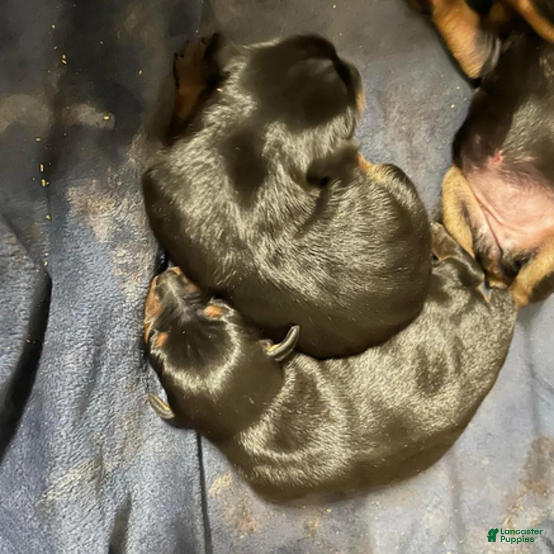 Miniature Pinscher dogs for sale: Panda - Ad 2