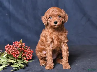 Toy Poodle dogs Rose - Ad 26