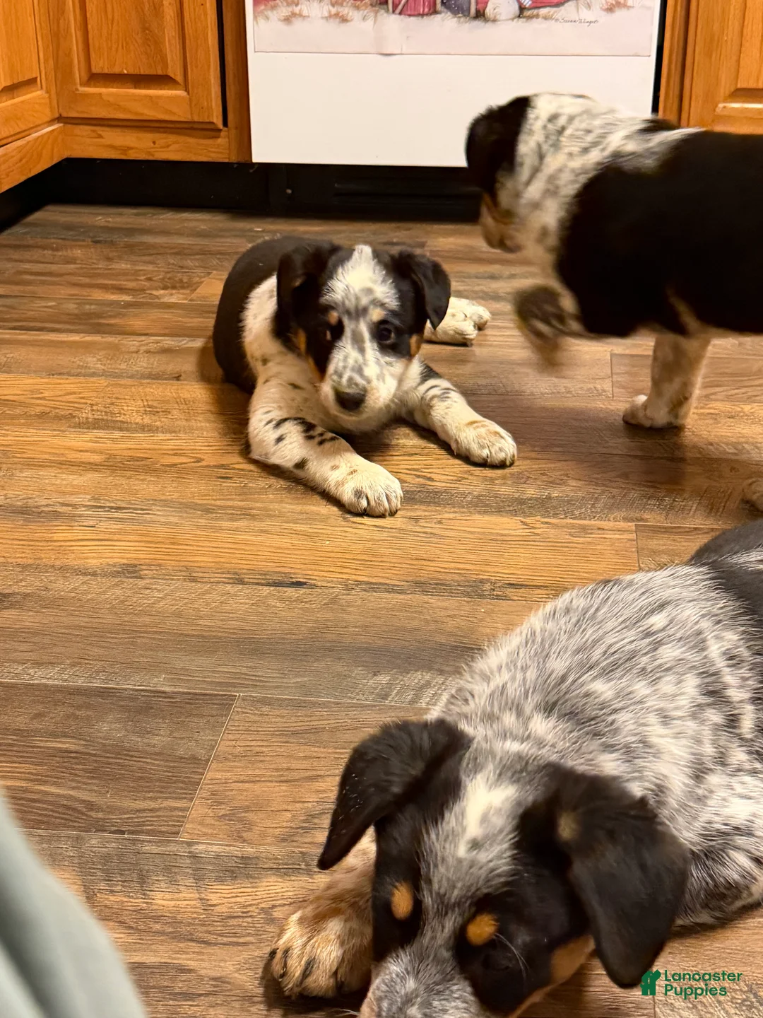 Australian Cattle Dog dogs for sale: Tommy - Ad 15