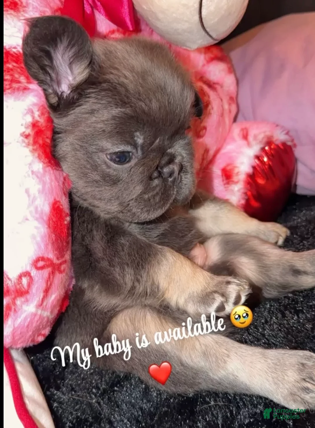 French Bulldog dogs for sale: French Bulldog Puppy 4 - Ad 1