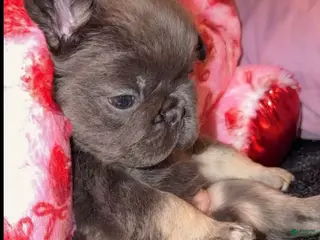 French Bulldog dogs French Bulldog Puppy 4 - Ad 31