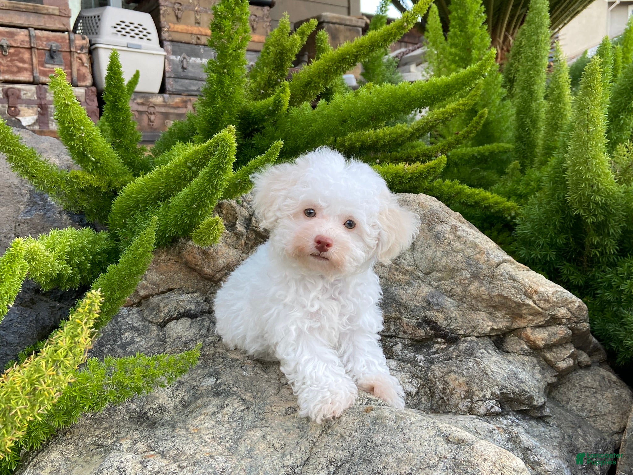 Maltipoo dogs Klondike - Ad 1
