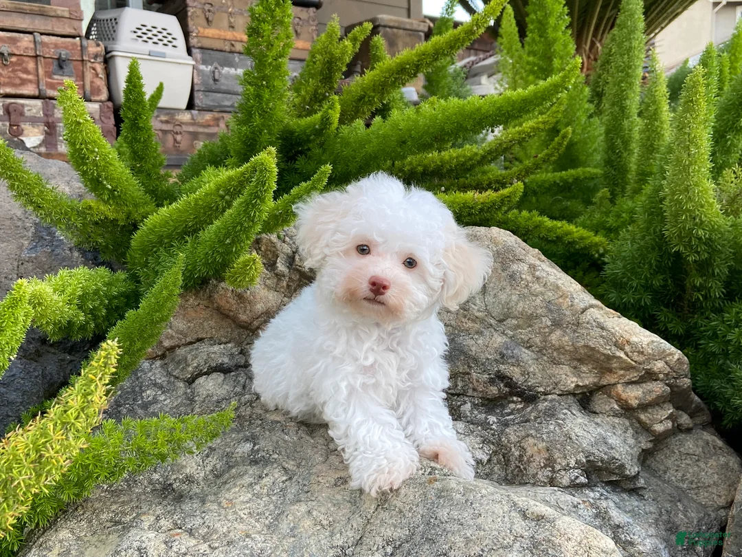 Maltipoo dogs for sale: Klondike - Ad 1