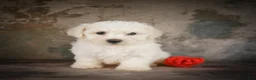 Bichon Frise dogs for sale: Buddy - Ad 8