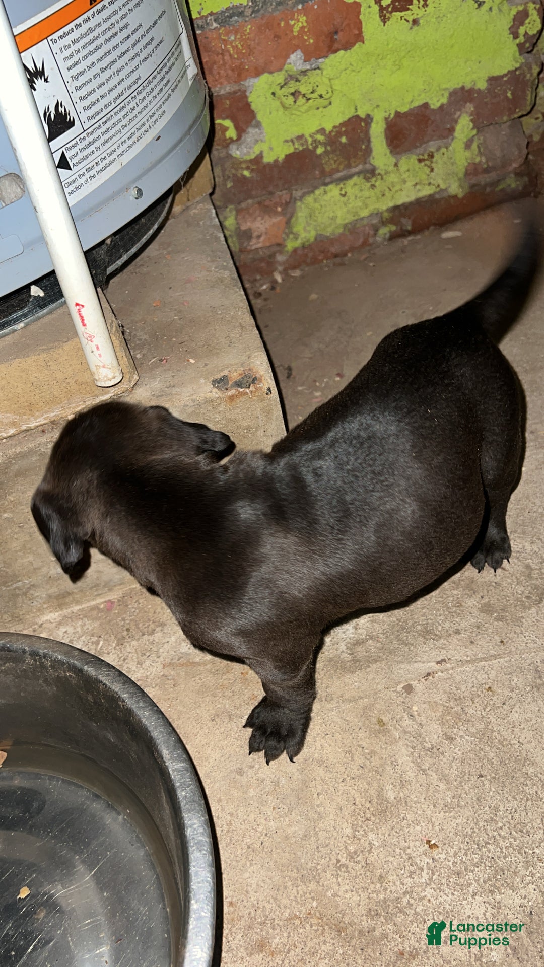 American Pit Bull Terrier dogs for sale: Bear - Ad 1