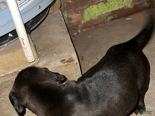 American Pit Bull Terrier dogs Bear - Ad 38