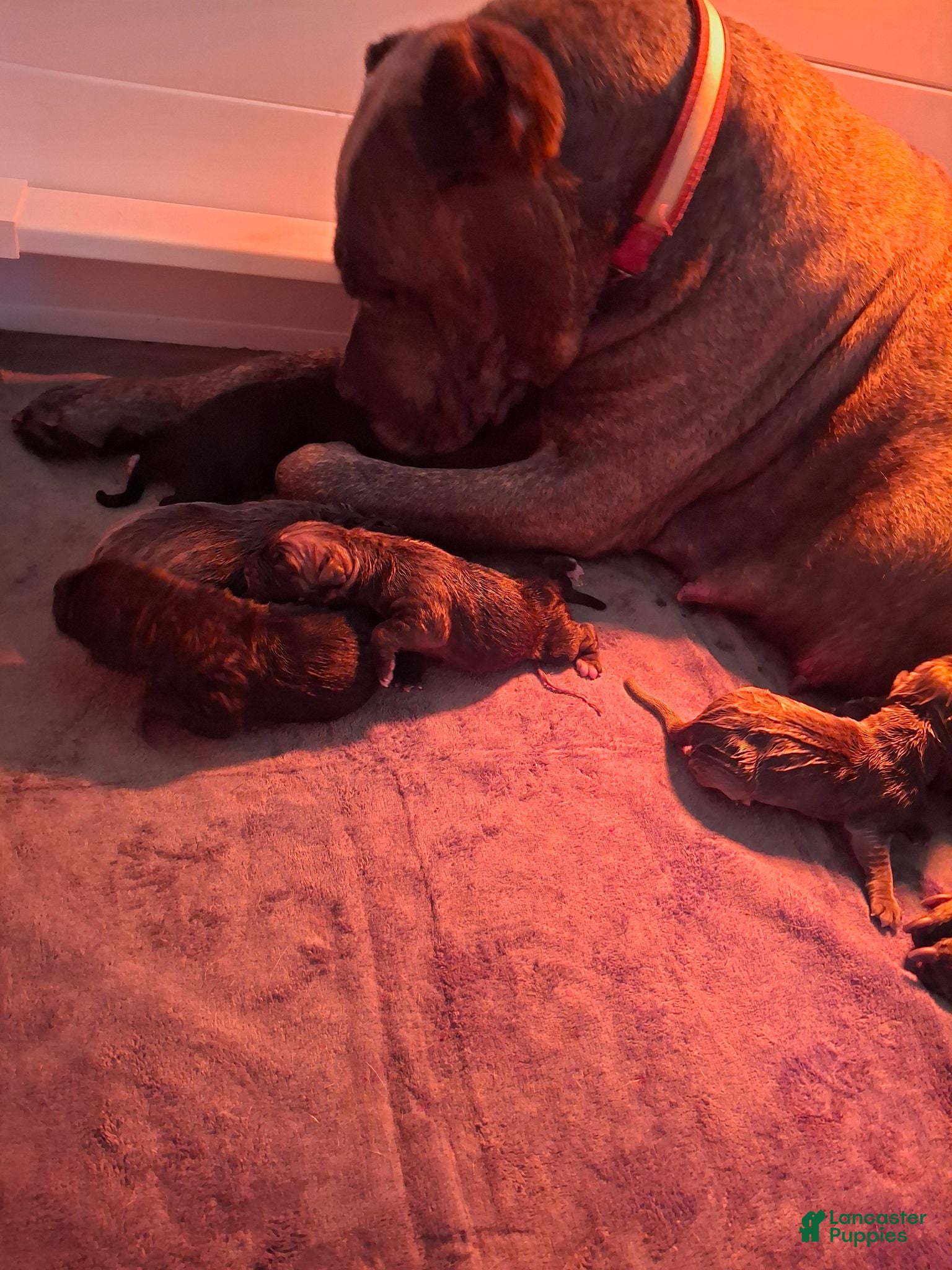 Cane Corso dogs Cane Corso 3 - Ad 2