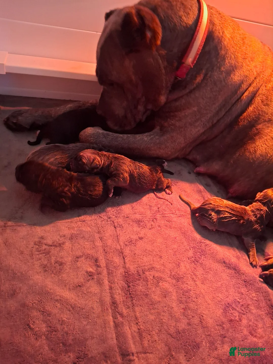 Cane Corso dogs for sale: Cane Corso 3 - Ad 2