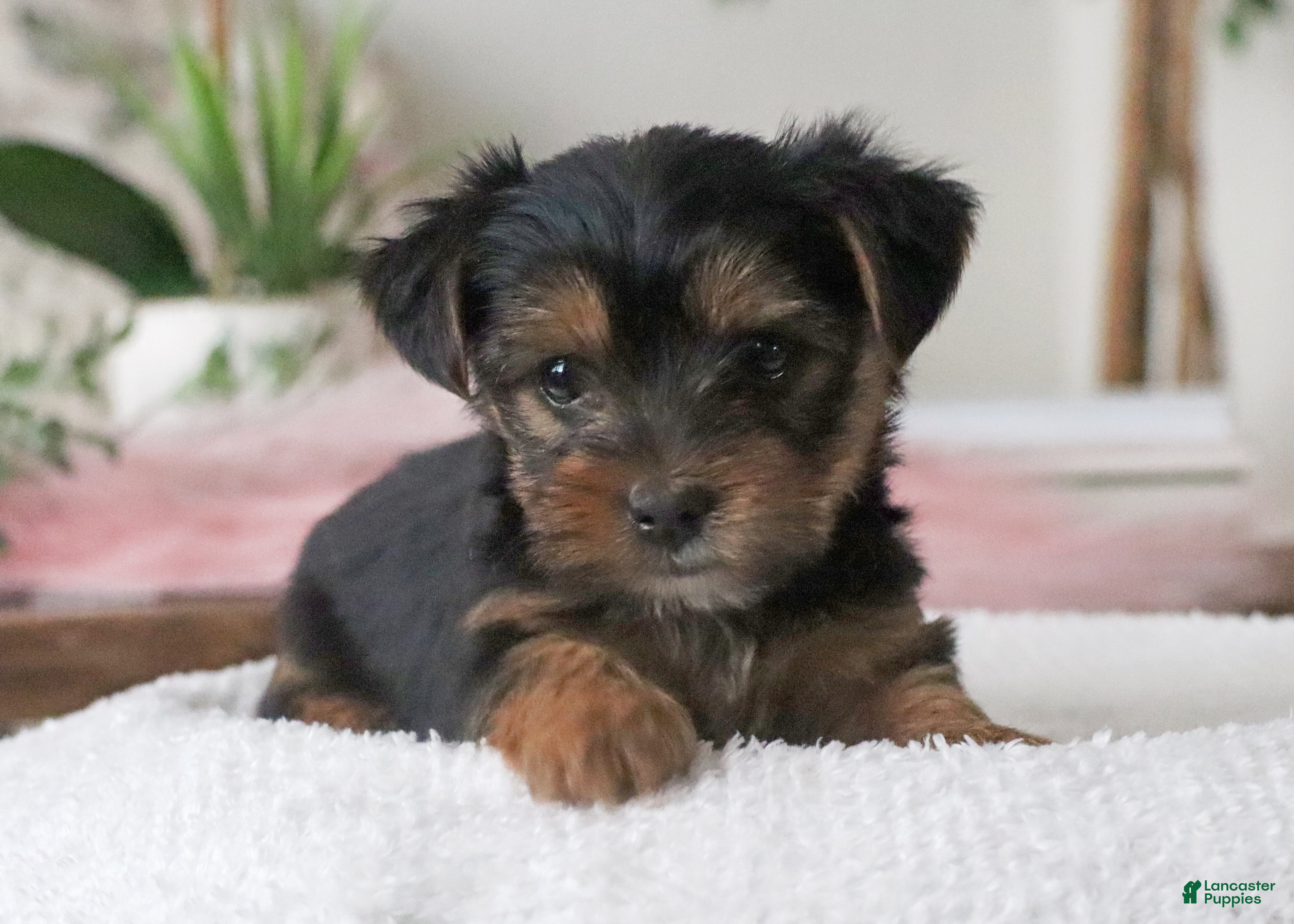 Yorkshire Terrier dogs Yorkshire Terrier Puppy 3 - Ad 2