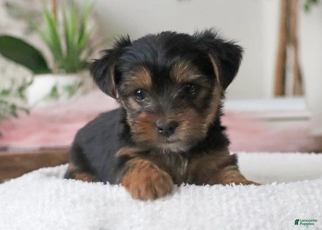 Yorkshire Terrier dogs for sale: Yorkshire Terrier Puppy 3 - Ad 2