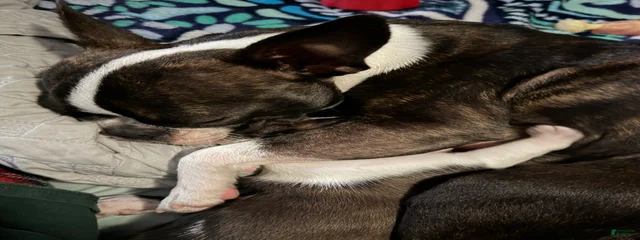 Charlie