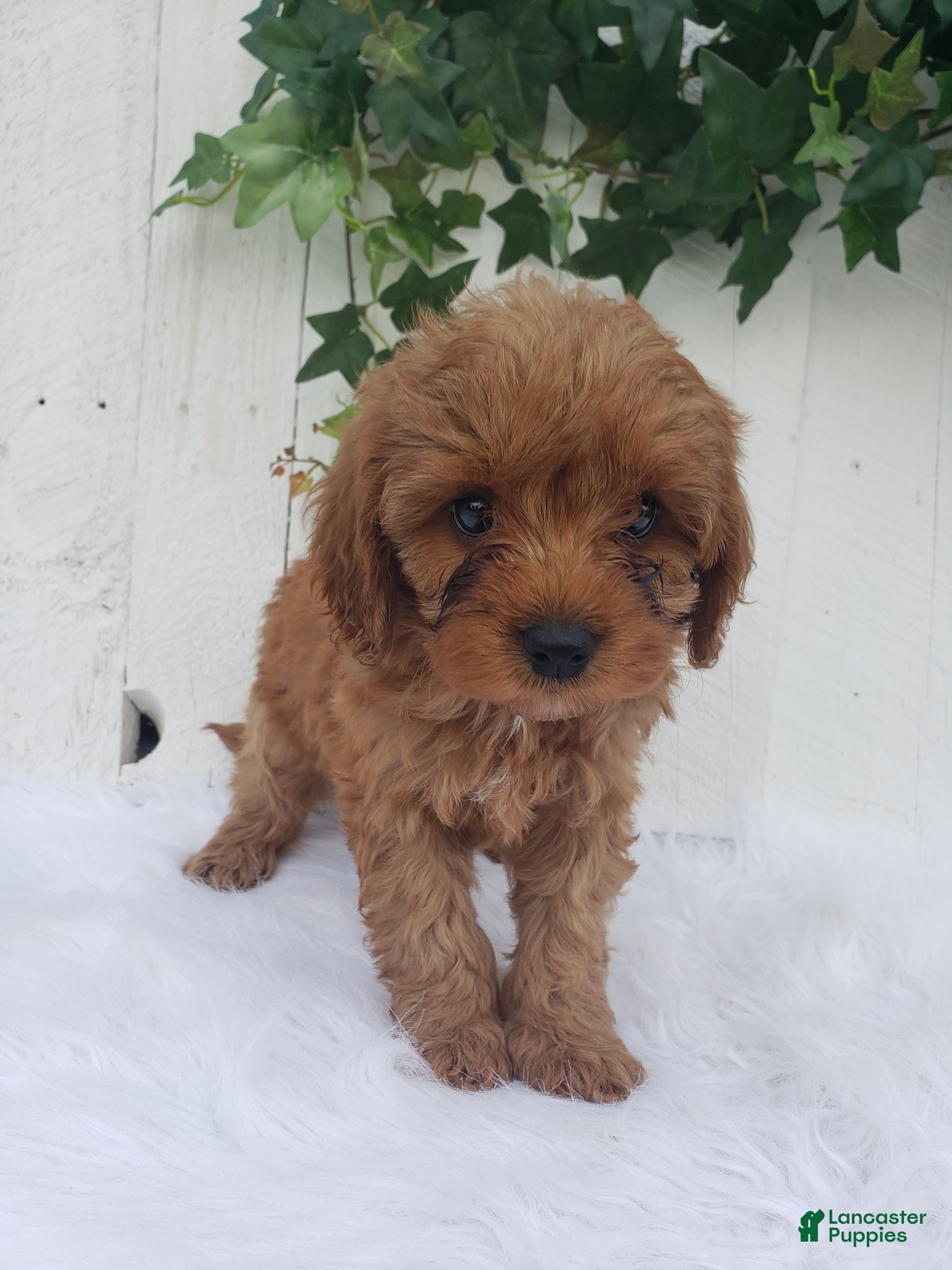 Cavapoo dogs Rex  - Ad 2