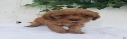 Cavapoo dogs for sale: Rex  - Ad 2