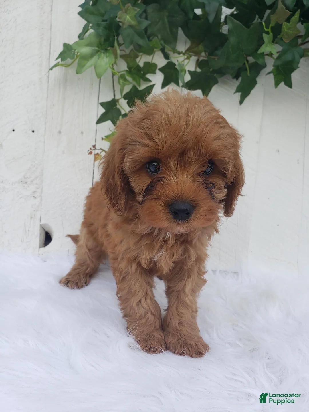 Cavapoo dogs for sale: Rex  - Ad 2