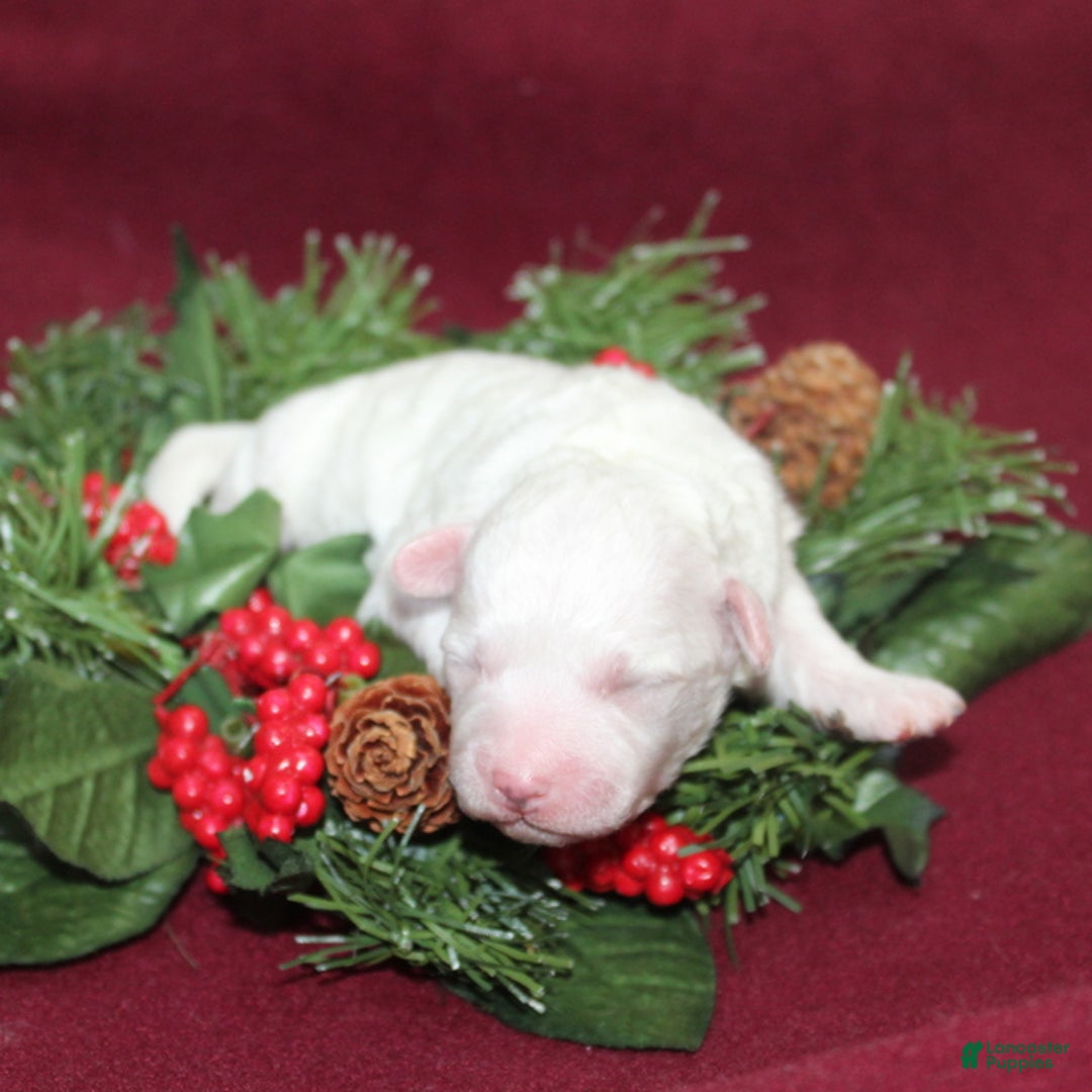 Bichon Frise dogs for sale: VolleyBall - Ad 2