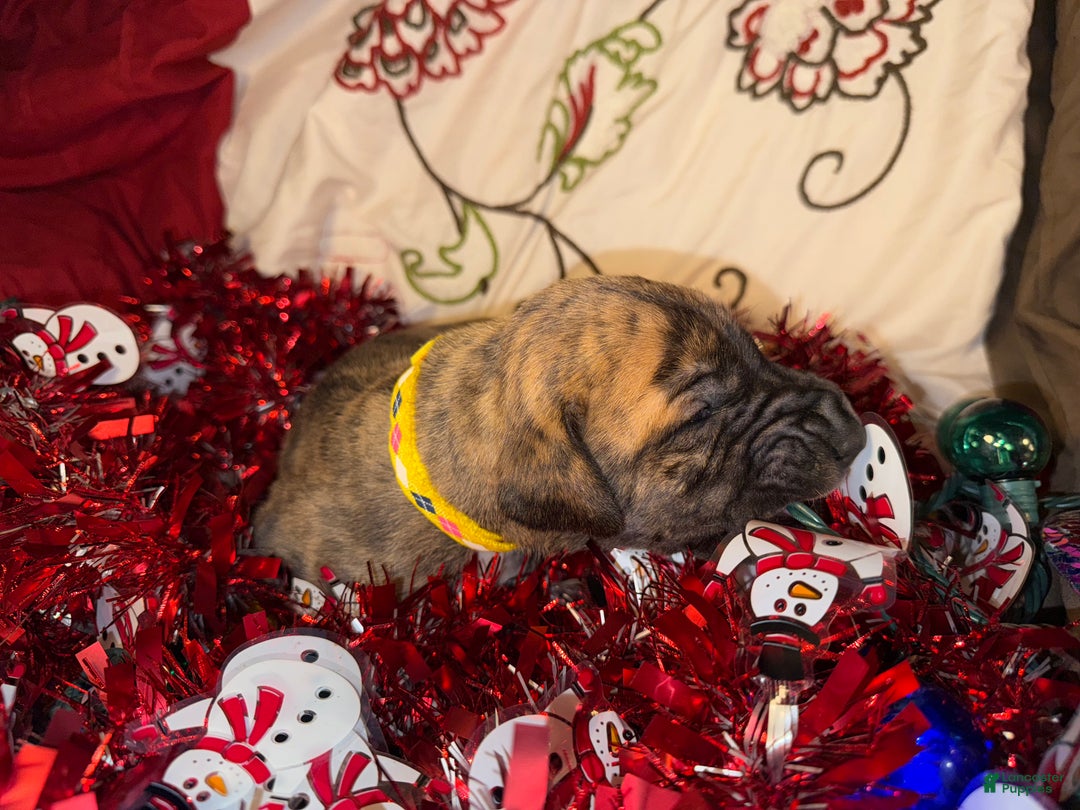 Great Dane dogs for sale: Francine - Ad 7